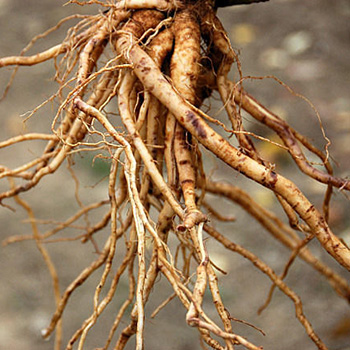 Ashwagandha Root Extract