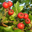 Hawthorn Berries