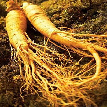 Panax Ginseng Root