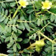 Tribulus Terrestris Extract